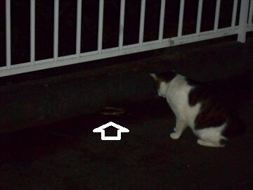 6月22日（20）仮