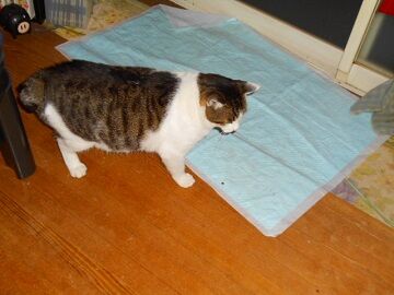 12月2日（16）仮