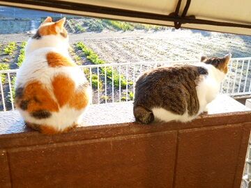 12月12日（16）仮