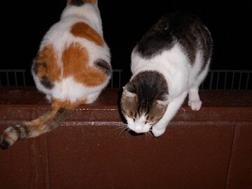 10月11日（19-9）仮