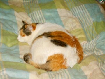 6月12日（32）仮