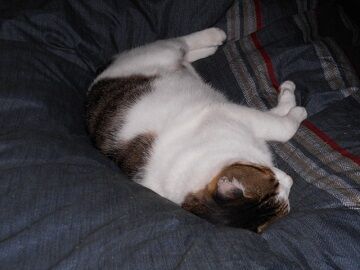 10月12日（0-5）仮