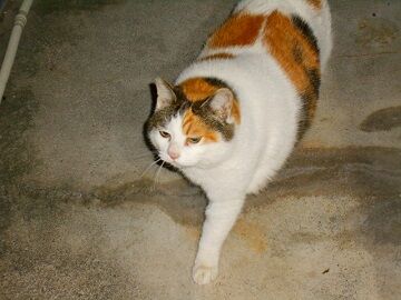 2月17日（33）仮