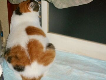 8月17日（18）仮