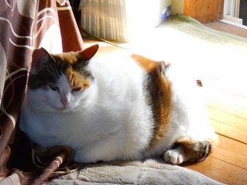 3月25日（16）仮