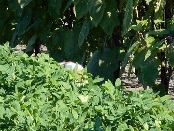 7月31日（19）仮