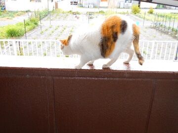 5月28日（18）仮