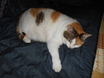 6月26日（10）仮