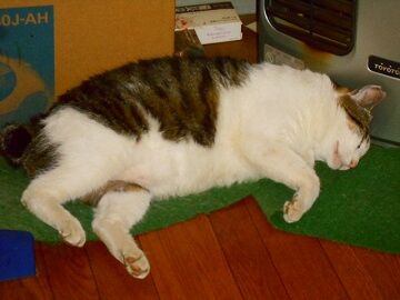 5月30日（27）仮