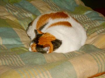 11月18日（25）仮