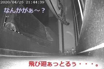 4月25日（41）仮