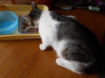 7月4日(14)仮