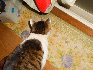 4月12日（23）仮