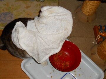 4月12日（43）仮