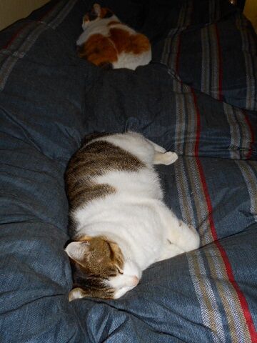 3月16日（39）仮