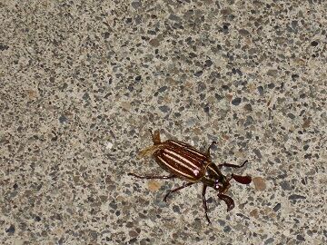 7月10日（56）仮