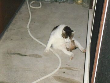 10月6日（27）仮