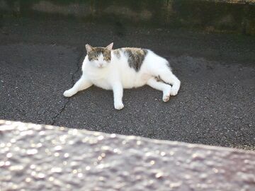 8月27日（16）仮