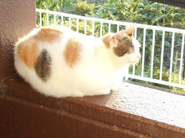 9月15日（31）仮