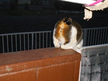 3月29日（31）仮