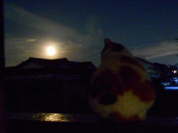 12月13日（35）仮