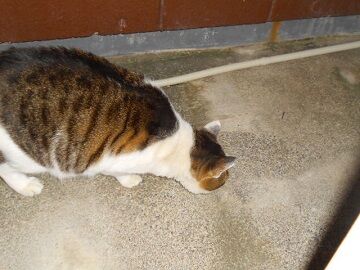 12月8日（56）仮