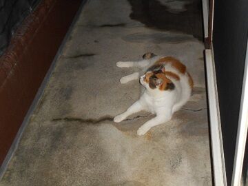 8月21日（41）仮