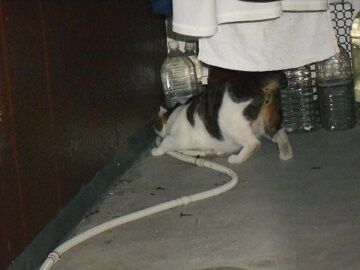 9月4日（134）仮