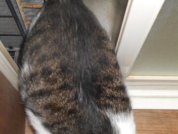 8月24日（51）仮