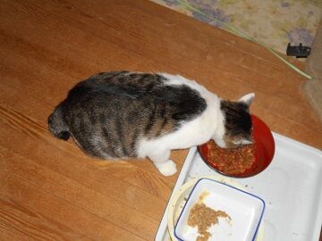 8月29日（15）仮