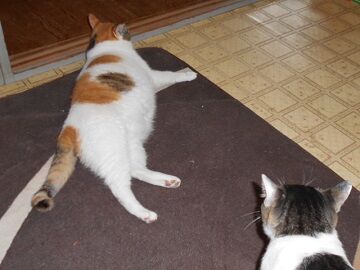 7月22日（13）仮