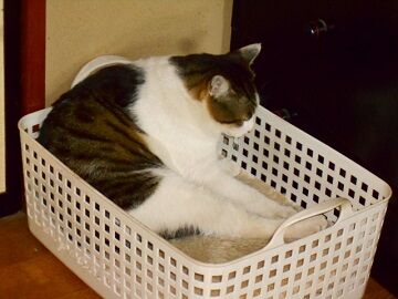 4月10日（24）仮