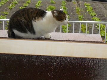 11月22日（10）仮