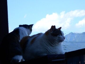 6月16日（24）仮