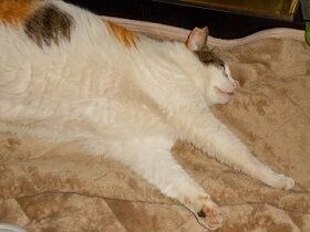 5月29日（32）仮