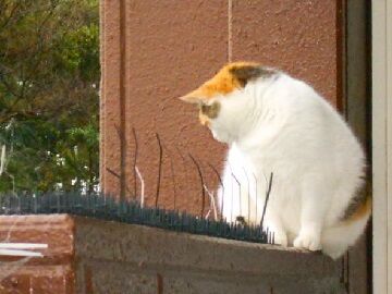 10月29日（10）仮