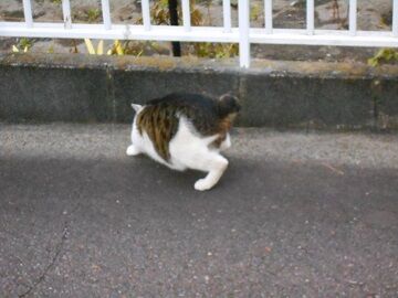 5月10日（15）仮