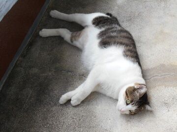 9月16日（9-4）仮