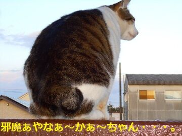 5月7日(34)仮