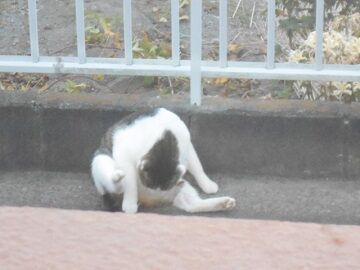 9月30日（61）仮