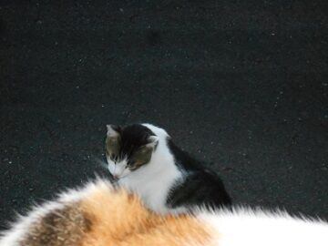 9月11日（5-10）仮