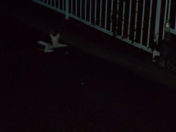 8月27日（57）仮