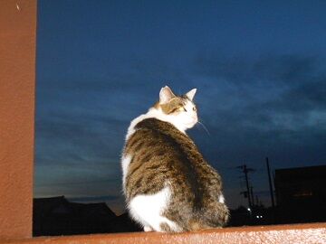 11月25日（5）仮