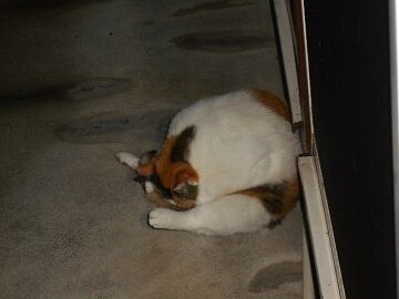 7月25日（30）仮