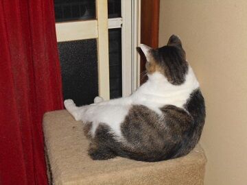 7月20日（46）仮