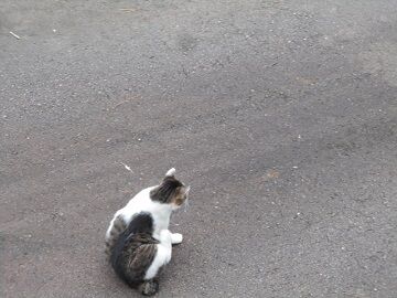 7月20日（37）仮