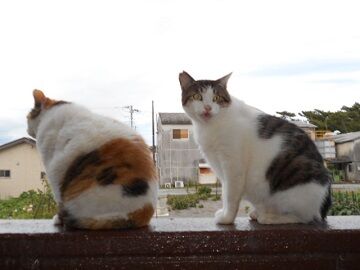 6月20日（59）仮