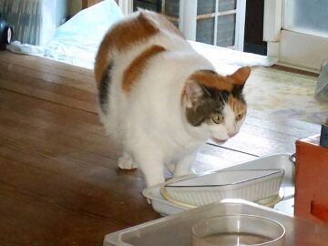 10月4日（52）仮