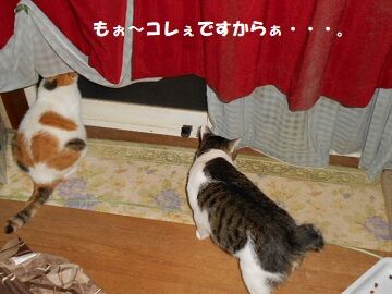 9月3日（18-1）仮