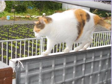 6月15日（20）仮